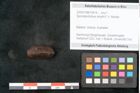 Foto (Objekt + Etikett) von Spondylostrobus smythii F.V. Mueller (NHMW-GEO-2024-0188-10414)